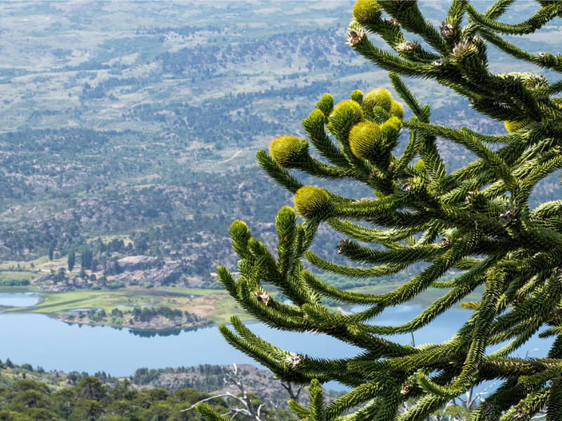 Fiesta Nacional del Pehuén en Aluminé
